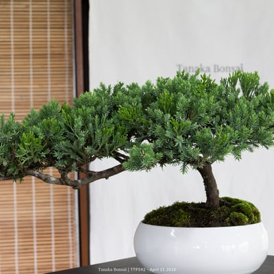 臺灣真柏｜TTP5922