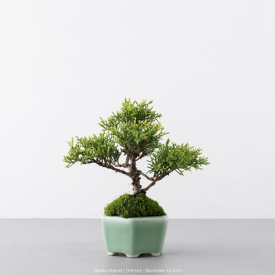 紀州真柏｜TPA5454