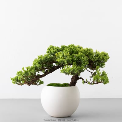 珍珠柏｜SPD5533
