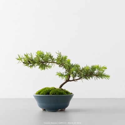 黃金杜松｜GDP5521