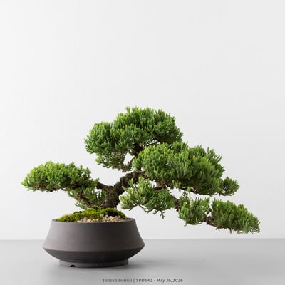 珍珠柏｜SPD5424
