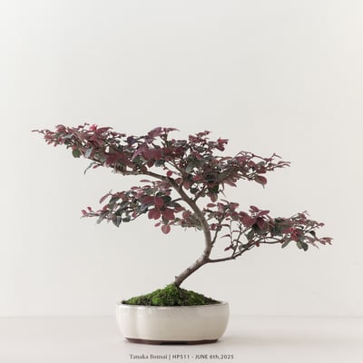 紅花繼木｜HP5114