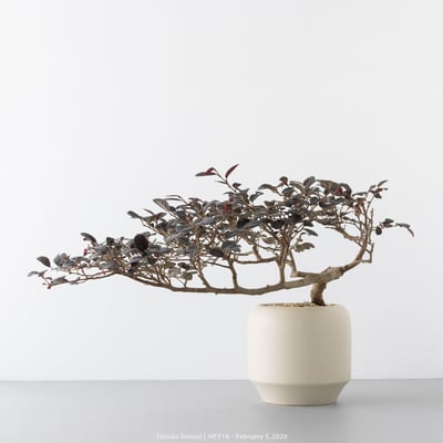 紅花繼木｜HP5187