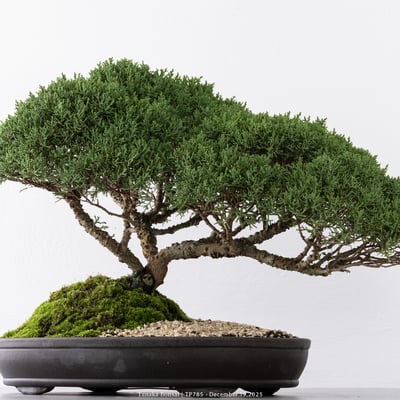 紀州真柏｜TP7852