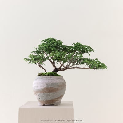 姬檜木｜SCOP5192