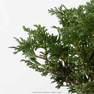 日本青檜｜COP5398