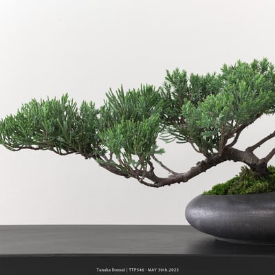 台灣真柏｜TTP5468