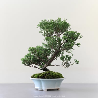 台灣真柏｜TTP7244