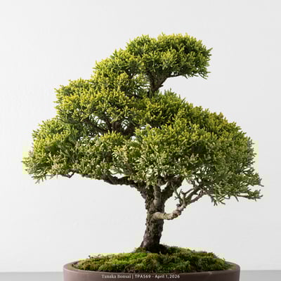 紀州真柏｜TPA5692