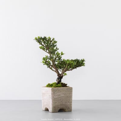 綠鑽羅漢松｜GPP5103