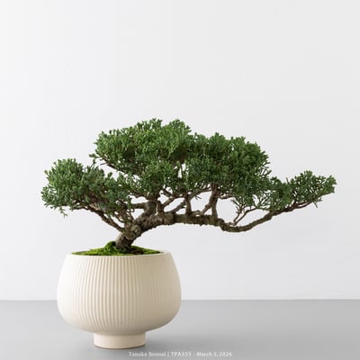 紀州真柏｜TPA5553