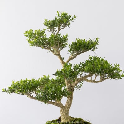 雀舌黃楊｜BHP7082