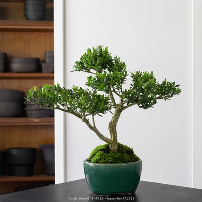 雀舌黃楊｜BHP5232