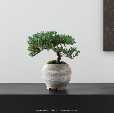 【官網限定】珍珠柏｜OWSP5033