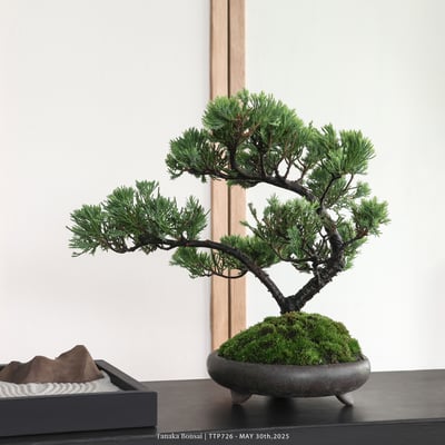 台灣真柏｜TTP7265