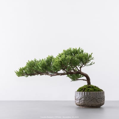 台灣真柏｜TTP5667