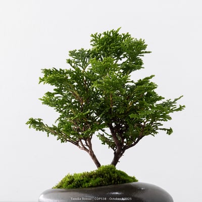 日本青檜｜COP5388