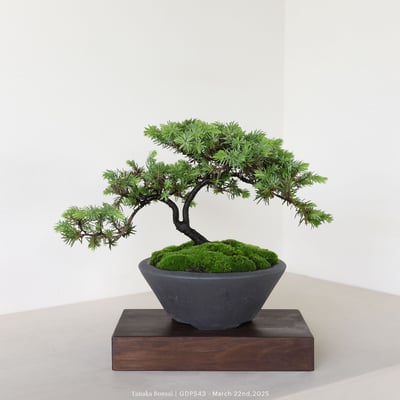 黃金杜松｜GDP5433