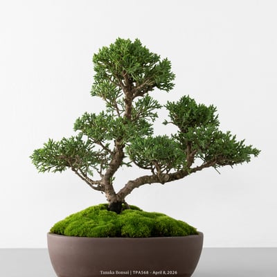 紀州真柏｜TPA5687