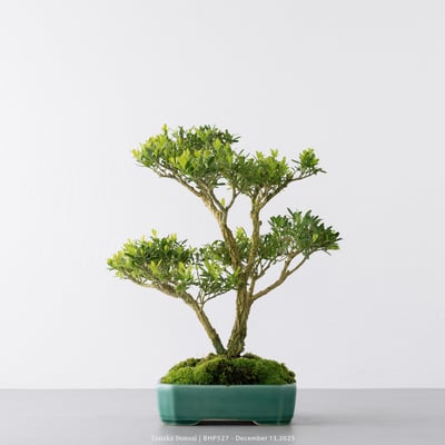 雀舌黃楊｜BHP5274