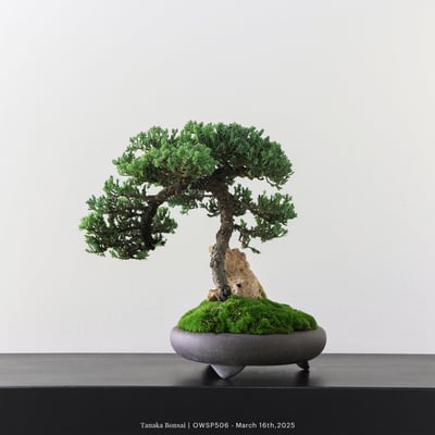 【官網限定】珍珠柏｜OWSP5066