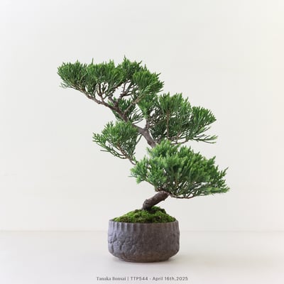 台灣真柏｜TTP5441