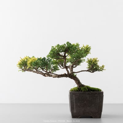 紀州真柏｜TPA5587