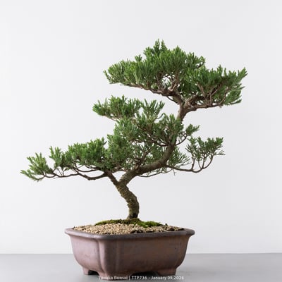 台灣真柏｜TTP7368