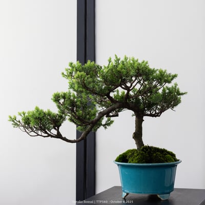 台灣真柏｜TTP5608