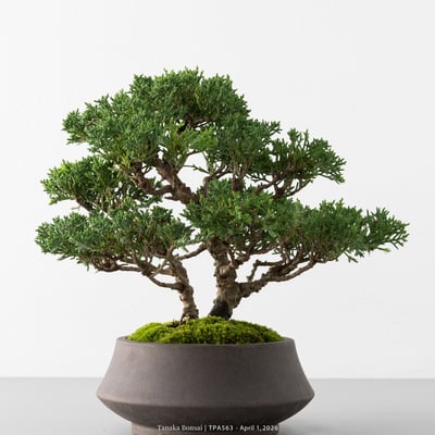 紀州真柏｜TPA5633