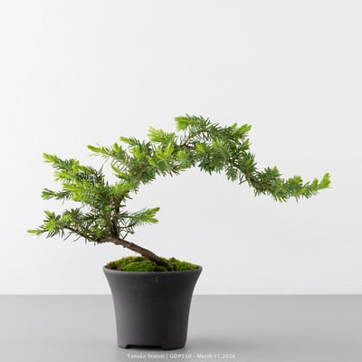 黃金杜松｜GDP5507