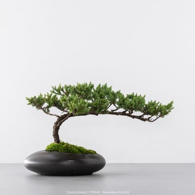 台灣真柏｜TTP5651