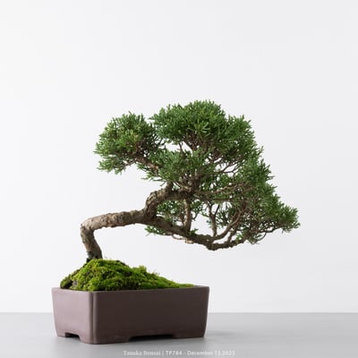 紀州真柏｜TP7848