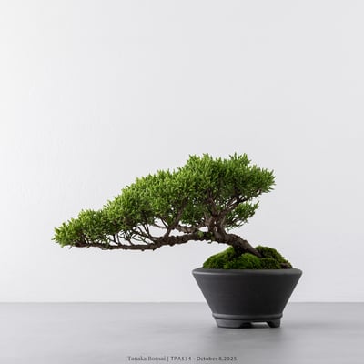 紀州真柏｜TPA5347