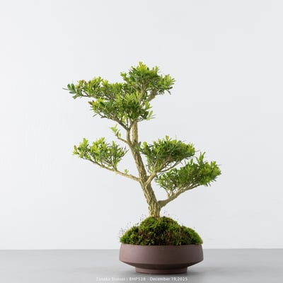 雀舌黃楊｜BHP5285