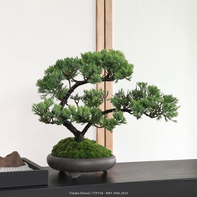 台灣真柏｜TTP7261