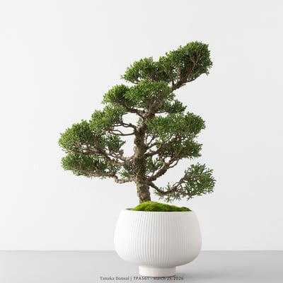 紀州真柏｜TPA5616