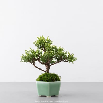 紀州真柏｜TPA5455