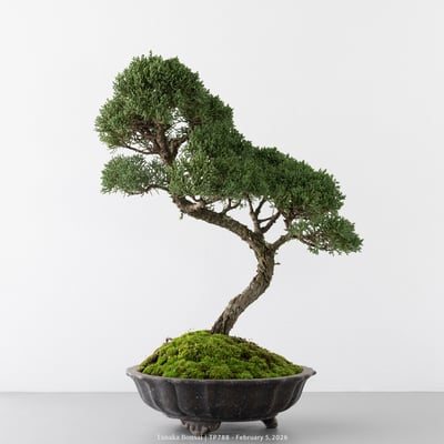 紀州真柏｜TP7883