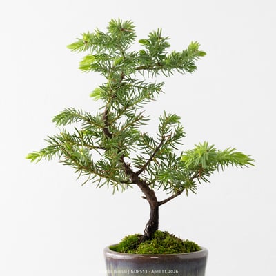 黃金杜松｜GDP5534