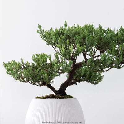 台灣真柏｜TTP5704