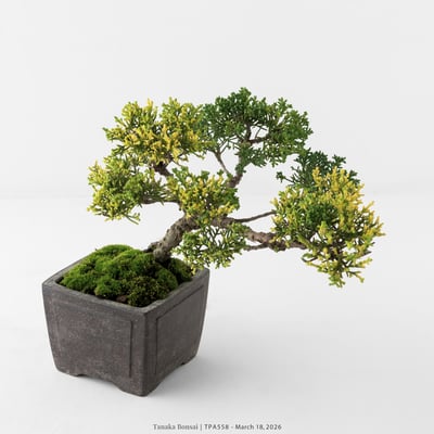 紀州真柏｜TPA5583