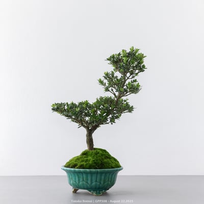 綠鑽羅漢松｜GPP5087