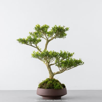 雀舌黃楊｜BHP5281