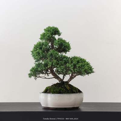 紀州真柏｜TPA5332