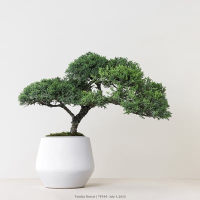 紀州真柏｜TP5951