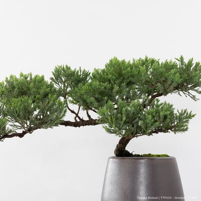 台灣真柏｜TTP5532