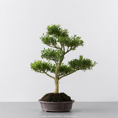 雀舌黃楊｜BHP5246