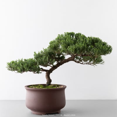 臺灣真柏｜TTP7384