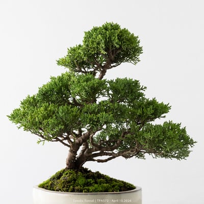 紀州真柏｜TPA5728